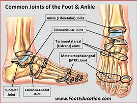 Image result for Joints of Foot