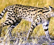 Image result for Serval Tail