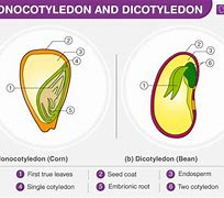 Image result for Dicot Cotyledon