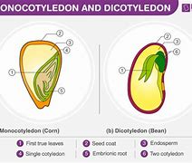 Image result for Cotyledon Species