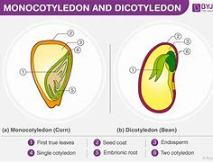 Image result for Single Cotyledon