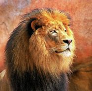 Image result for Alpha Male Lion