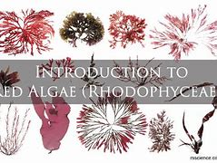 Image result for Red Algae Reproduction