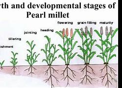 Image result for Mahangu Plant Structure