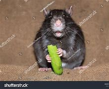 Image result for Dead Rat Funny