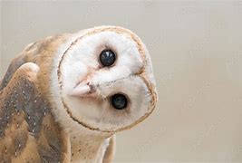 Image result for Neon Barn Owl