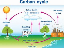 Image result for Basic Carbon Cycle Diagram