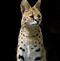 Image result for Serval Cat Lynx