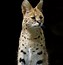 Image result for Serval Cat Meow