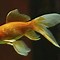 Image result for Newborn Goldfish