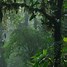 Image result for Emerald Green Forest