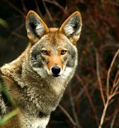 Image result for Alabama Coyote