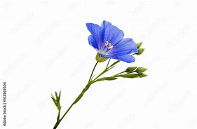 Image result for Flax Flower Stem