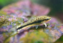 Image result for Bottom Feeder Fish for Koi Pond