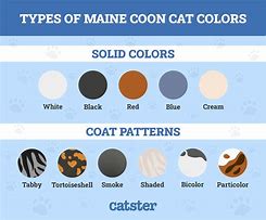 Image result for Maine Coon Cat Fursona