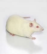 Image result for Male Wistar Rats