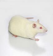 Image result for Wistar Rats