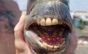 Image result for Frog Fish Teeth