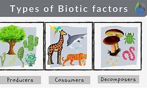 Image result for What Is Biotic Factors