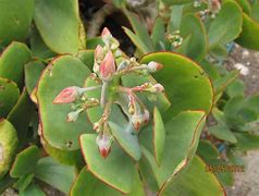 Image result for Cotyledon Macrantha