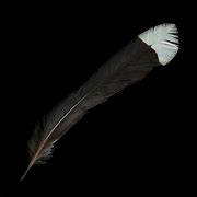 Image result for Huia Feather Symbol