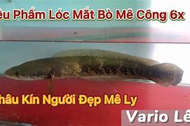 Image result for Cá Lóc Mắt Đỏ