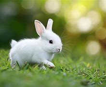 Image result for Cute Rabbit 1307