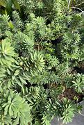 Image result for Dwarf Bottlebrush Shrubs Plants