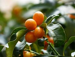 Image result for Large Kumquat