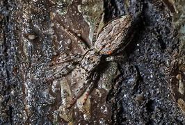 Image result for Spiders That Camouflage