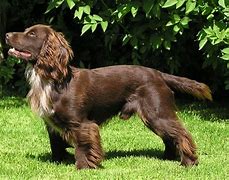 Image result for Brown English Cocker Spaniel