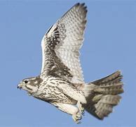 Image result for Prairie Falcon Primary Feather