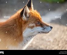 Image result for Fox Head Profile