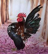 Image result for All-Black Serama Chicken