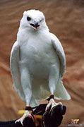 Image result for Rare Albino Eagle