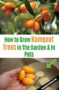 Image result for Kumquat Like Fruit