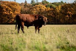 Image result for Cattle Field