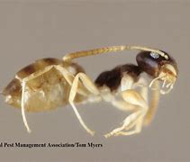 Image result for Translucent Ants