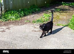 Image result for Cat Paws Walking