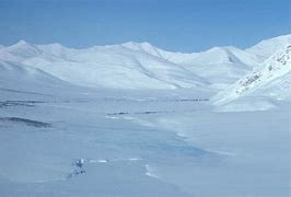 Image result for Tundra Biome North America