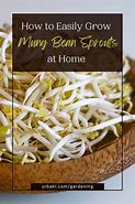 Image result for Grow Mung Bean Sprouts at Home