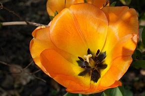 Image result for Orange Tulip Flower