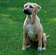 Image result for German Shepherd Mix with Labrador