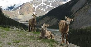 Image result for Wildlife in Banff