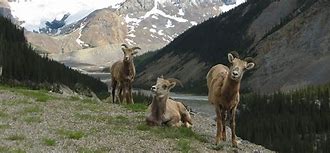 Image result for Wildlife On Banff Golf Course