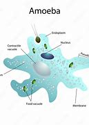 Image result for Amoeba Food Vacuole