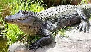 Image result for Alligator