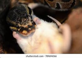 Image result for Python Eating Mouse