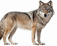 Image result for Wolf Images Clip Art