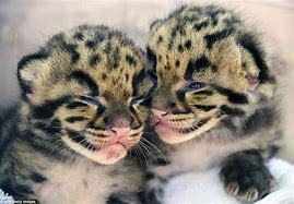 Image result for Clouded Leopard Babies